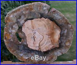 SiS IMMACULATE 10 Madagascar Petrified Wood Slab Exceptional Quality Round