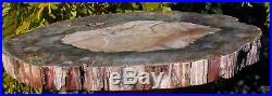 SiS IMMACULATE 10 Madagascar Petrified Wood Slab Exceptional Quality Round