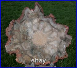 SiS IMMACULATE African Rhexoxylon Petrified Wood Round RARE CHATOYANCE