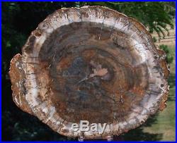 SiS IMPECCABLE SHAPE & DARKLY COLORFUL 9.75 Madagascar Petrified Wood Round