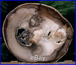 SiS INCREDIBLE 13 WINGED ELM Triple Heart Petrified Wood Round McDermitt OR