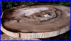 SiS INCREDIBLE 14 WINGED ELM Petrified Wood Round McDermitt, OR