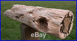 SiS INCREDIBLE 20 BURMESE Petrified Wood Log MYANMAR FOSSIL BASRALOCUS