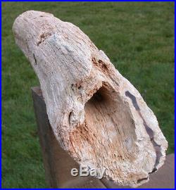 SiS INCREDIBLE 20 BURMESE Petrified Wood Log MYANMAR FOSSIL BASRALOCUS