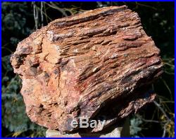 SiS INCREDIBLE 7# BURMESE Petrified Wood Log from MYANMAR FOSSIL BASRALOCUS