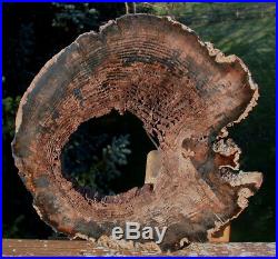 SiS INCREDIBLE 9+ HOLLOW Petrified Wood Round, McDermitt, OR