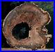 SiS_INCREDIBLE_9_HOLLOW_Petrified_Wood_Round_McDermitt_OR_01_uc