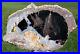 SiS_INCREDIBLE_Big_10_Blue_Forest_Petrified_Wood_AGATE_CALCITE_MASTERPIECE_01_bz