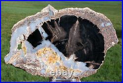 SiS INCREDIBLE Big 10 Blue Forest Petrified Wood AGATE & CALCITE MASTERPIECE