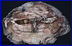 SiS INCREDIBLE GIANT CONIFER 27 x 17 Petrified Wood Round