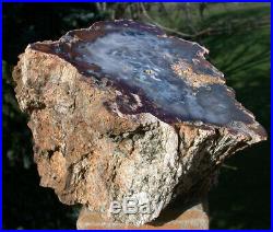 SiS INDESCRIBABLE 6.8 lb. Hubbard Basin Petrified Wood Beautiful Agate Log