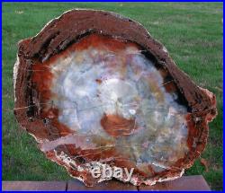 SiS MAGNIFICENT 16+ Arizona Rainbow Petrified Wood Conifer Round TABLE TOP