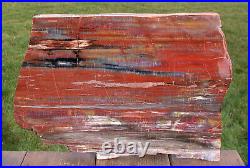 SiS MAGNIFICENT 16 Arizona Rainbow Petrified Wood Slab BIG RIP CUT PLANK