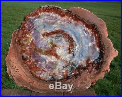 SiS MAGNIFICENT 19 Arizona Rainbow Petrified Wood Conifer Round TABLE TOP