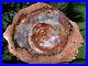 SiS_MAGNIFICENT_20_Arizona_Rainbow_Petrified_Wood_Conifer_Round_TABLE_TOP_01_ytii