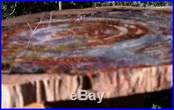 SiS MAGNIFICENT 20+ Arizona Rainbow Petrified Wood Conifer Round TABLE TOP