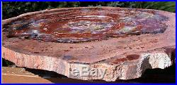 SiS MAGNIFICENT 20+ Arizona Rainbow Petrified Wood Conifer Round TABLE TOP