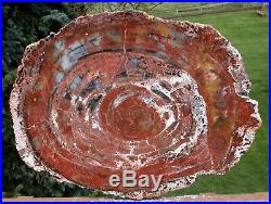 SiS MAGNIFICENT 21 Arizona Rainbow Petrified Wood Conifer Round TABLE TOP