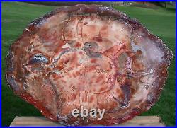 SiS MAGNIFICENT 32 x 23 Petrified Wood Slab PERFECT for Coffee Table Top