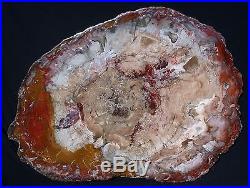 SiS MAGNIFICENT 36 x 27 Petrified Wood Slab PERFECT for Coffee Table Top