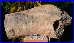 SiS MASSIVE 10+ lb. KNOTTED & POLISHED Petrified Woodworthia Log Zimbabwe