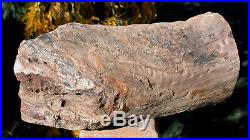 SiS MASSIVE 10+ lb. KNOTTED & POLISHED Petrified Woodworthia Log Zimbabwe