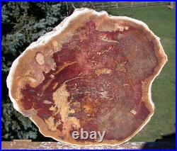 SiS MASSIVE 12 RED Australian Petrified Wood Round COLLECTION CENTERPIECE