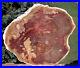SiS_MASSIVE_12_RED_Australian_Petrified_Wood_Round_COLLECTION_CENTERPIECE_01_pgy