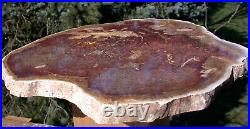 SiS MASSIVE 12 RED Australian Petrified Wood Round COLLECTION CENTERPIECE