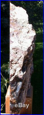 SiS MASSIVE 12 SCULPTURE Hubbard Basin Petrified Wood Polished Log Mantle Pc
