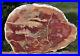 SiS_MASSIVE_14_RED_Australian_Petrified_Wood_Round_COLLECTION_CENTERPIECE_01_llw