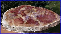 SiS MASSIVE 14+ RED Australian Petrified Wood Round COLLECTION CENTERPIECE