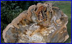 SiS MASSIVE 18 lb. Deschutes Canyon Oak Petrified Wood -Beautiful Log Sculpture