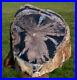 SiS_MASSIVE_9_lb_Blue_Forest_Petrified_Wood_Log_My_Finest_Log_Sculpture_01_jqo