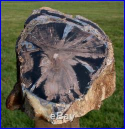 SiS MASSIVE 9 lb. Blue Forest Petrified Wood Log My Finest Log Sculpture