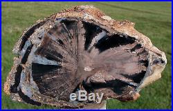 SiS MASSIVE 9 lb. Blue Forest Petrified Wood Log My Finest Log Sculpture