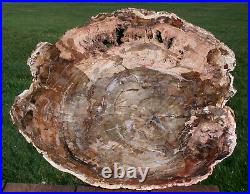 SiS MASSIVE Wood Toned Hues 17 Madagascar Petrified Wood Slab -Gorgeous Round