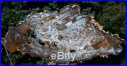 SiS MESMERIZING Light Blue 15 Hubbard Basin Petrified Wood Round