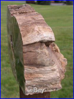 SiS MUSEUM GRADE 12+ lb. Eden Valley Petrified Wood Log AMAZING CALCITE XTLS