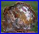 SiS_MUSEUM_GRADE_14_Hubbard_Basin_Petrified_Wood_Round_TRULY_AMAZING_SLAB_01_dtuw