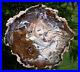 SiS_MUSEUM_GRADE_Hubbard_Basin_Petrified_Wood_Round_TRULY_PERFECT_SPECIMEN_01_oxt