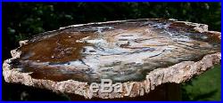 SiS MUSEUM GRADE Hubbard Basin Petrified Wood Round TRULY PERFECT SPECIMEN