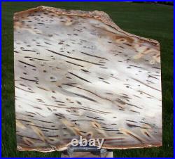 SiS MY BEST 8 RIP CUT Burmese Petrified Palm Wood Fossil Palmoxylon Myanmar