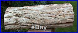 SiS MY BEST QUALITY 7.7 lb. Petrified Wood Log Fencepost Perfect Fossil