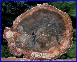 SiS MY FAVORITE 11+ Madagascar Petrified Wood Round TRULY SPLENDID