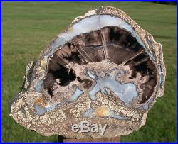 SiS MY FINEST 12+ lb. Blue Forest Petrified Wood Log GORGEOUS BLUE AGATE