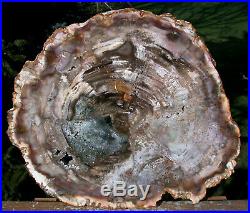 SiS MY FINEST 14 Madagascar Petrified Wood Round JUST INCREDIBLE