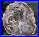 SiS_MY_FINEST_14_Madagascar_Petrified_Wood_Round_JUST_INCREDIBLE_01_xs