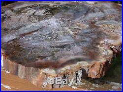 SiS MY FINEST 14 Madagascar Petrified Wood Round JUST INCREDIBLE