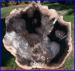 SiS MY FINEST 16 Petrified Wood Round Sweet Home Hardwood Beck Collection